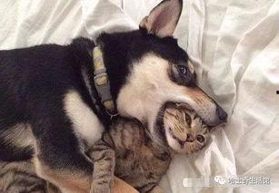 狗狗最新爆料视频下载安装,揭秘萌宠日常，萌态百出引网友热议